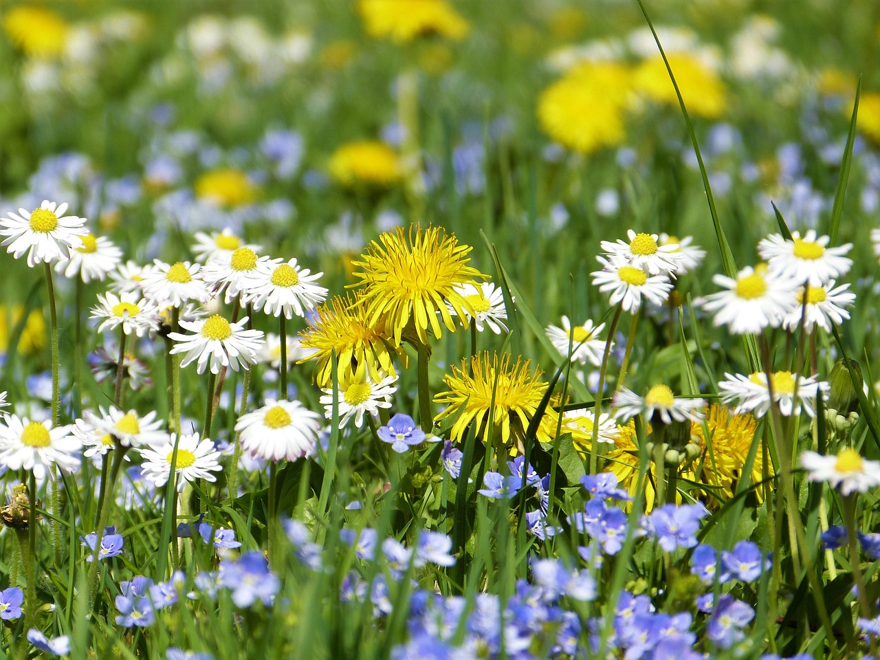 meadow, meadow flowers, blossoms, bloom, flower meadow, dandelion, spring, summer, grass, fertilize, protection of species, environmental protection, natural reserve, nature, beauty, naturally, macro, mindfulness